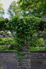 Load image into Gallery viewer, Woolly Pipevine - Aristolochia tomentosa
