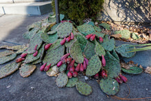 Load image into Gallery viewer, Eastern Prickly Pear - Opuntia humifusa