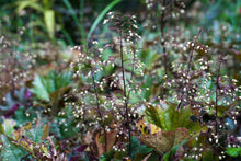 Load image into Gallery viewer, Bronze Wave Hairy Alumroot - Heuchera villosa 'Bronze Wave'