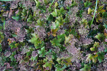 Load image into Gallery viewer, Bronze Wave Hairy Alumroot - Heuchera villosa 'Bronze Wave'