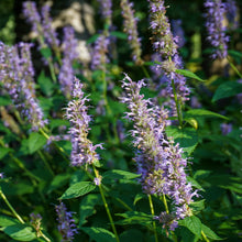 Load image into Gallery viewer, Anise Hyssop - Agastache foeniculum