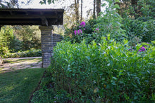 Load image into Gallery viewer, Groundsel Bush - Baccharis halimifolia