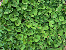 Load image into Gallery viewer, Wild Ginger - Asarum canadense