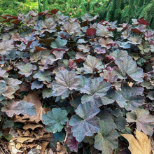 Load image into Gallery viewer, Bronze Wave Hairy Alumroot - Heuchera villosa 'Bronze Wave'