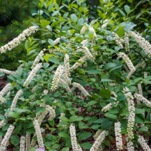 Load image into Gallery viewer, Henry's Garnet Virginia Sweetspire - Itea virginica 'Henry's Garnet'