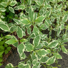 Load image into Gallery viewer, Silver and Gold Yellowtwig Dogwood - Cornus sericea 'Silver and Gold'