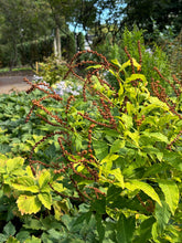 Load image into Gallery viewer, Ditch Stonecrop - Penthorum sedoides