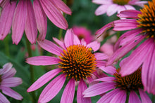 Load image into Gallery viewer, PowWow Wild Berry Coneflower - Echinacea purpurea 'PowWow Wild Berry'