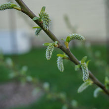 Load image into Gallery viewer, Silky Willow - Salix sericea
