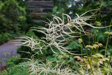 Load image into Gallery viewer, Goatsbeard - Aruncus dioicus