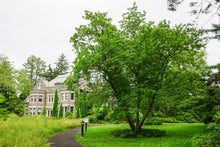 Load image into Gallery viewer, Sweetbay Magnolia - Magnolia virginiana