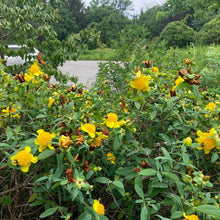 Load image into Gallery viewer, Cedarglade St. John's Wort - Hypericum frondosum