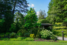 Load image into Gallery viewer, Munchkin Oakleaf Hydrangea - Hydrangea quercifolia 'Munchkin'
