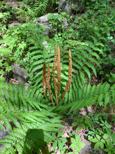 Load image into Gallery viewer, Cinnamon Fern - Osmunda cinnamomea