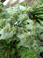 Load image into Gallery viewer, Clustered Mountain Mint - Pycnanthemum muticum