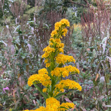 Load image into Gallery viewer, Seaside Goldenrod - Solidago sempervirens