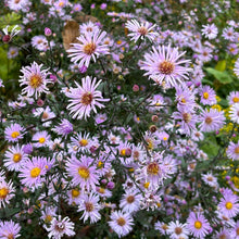 Load image into Gallery viewer, Lady in Black Calico Aster - Symphyotrichum lateriflorum 'Lady in Black'