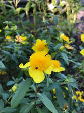 Load image into Gallery viewer, Cedarglade St. John's Wort - Hypericum frondosum