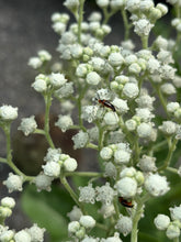 Load image into Gallery viewer, Wild Quinine - Parthenium integrifolium