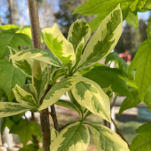 Load image into Gallery viewer, Amanda Shine White Fringetree - Chionanthus virginicus 'Amanda Shine'