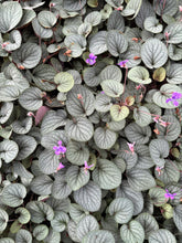 Load image into Gallery viewer, Silver Gem Prostrate Blue Violet - Viola walteri 'Silver Gem'