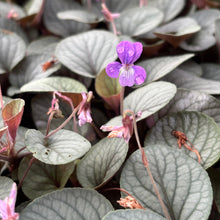 Load image into Gallery viewer, Silver Gem Prostrate Blue Violet - Viola walteri 'Silver Gem'
