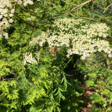Load image into Gallery viewer, Cutleaf American Elderberry - Sambucus canadensis 'Laciniata'