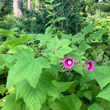 Load image into Gallery viewer, Flowering Raspberry - Rubus odoratus