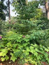 Load image into Gallery viewer, Flowering Raspberry - Rubus odoratus