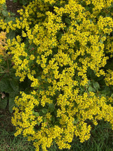 Load image into Gallery viewer, Little Rascal Shale Barrens Buckwheat - Eriogonum allenii 'Little Rascal'