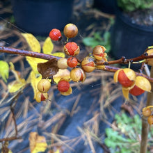 Load image into Gallery viewer, American Bittersweet - Celastrus scandens