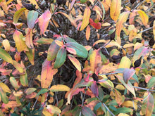 Load image into Gallery viewer, Cedarglade St. John's Wort - Hypericum frondosum