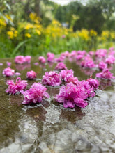 Load image into Gallery viewer, Pink Pom Poms Redbud - Cercis 'Pink Pom Poms'