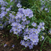 Load image into Gallery viewer, Jacob's Ladder - Polemonium reptans