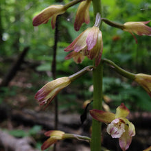 Load image into Gallery viewer, Adam and Eve Orchid - Aplectrum hyemale