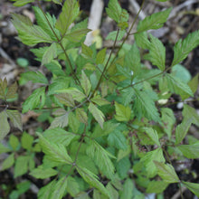 Load image into Gallery viewer, Yellowroot - Xanthorhiza simplicissima