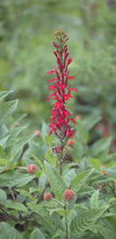Load image into Gallery viewer, Cardinal Flower - Lobelia cardinalis