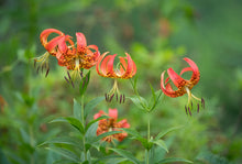 Load image into Gallery viewer, Turk's Cap Lily - Lilium superbum