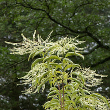 Load image into Gallery viewer, Sourwood - Oxydendrum arborerum