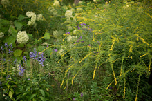 Load image into Gallery viewer, Fireworks Wrinkleleaf Goldenrod - Solidago rugosa 'Fireworks'