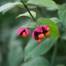 Load image into Gallery viewer, Strawberry Bush - Euonymus americanus
