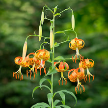 Load image into Gallery viewer, Turk's Cap Lily - Lilium superbum