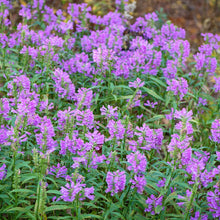 Load image into Gallery viewer, Vivid Obedient Plant - Physostegia virginiana 'Vivid'