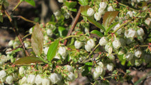 Load image into Gallery viewer, Elizabeth Highbush Blueberry - Vaccinium corymbosum 'Elizabeth'