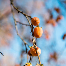 Load image into Gallery viewer, Persimmon - Diospyros virginiana