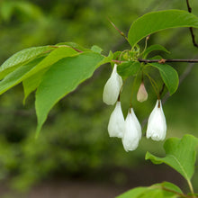 Load image into Gallery viewer, Mountain Silverbell - Halesia tetraptera