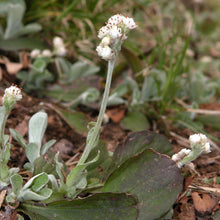 Load image into Gallery viewer, Pussytoes - Antennaria plantaginifolia