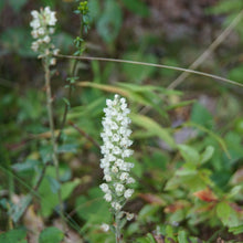 Load image into Gallery viewer, Downy Rattlesnake Plantain - Goodyera pubescens