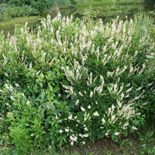 Load image into Gallery viewer, Hummingbird Summersweet - Clethra alnifolia 'Hummingbird'