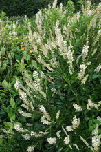 Load image into Gallery viewer, Hummingbird Summersweet - Clethra alnifolia 'Hummingbird'